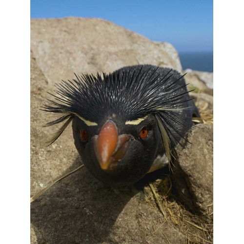 Falkland Islands Close-up of rockhopper penguin